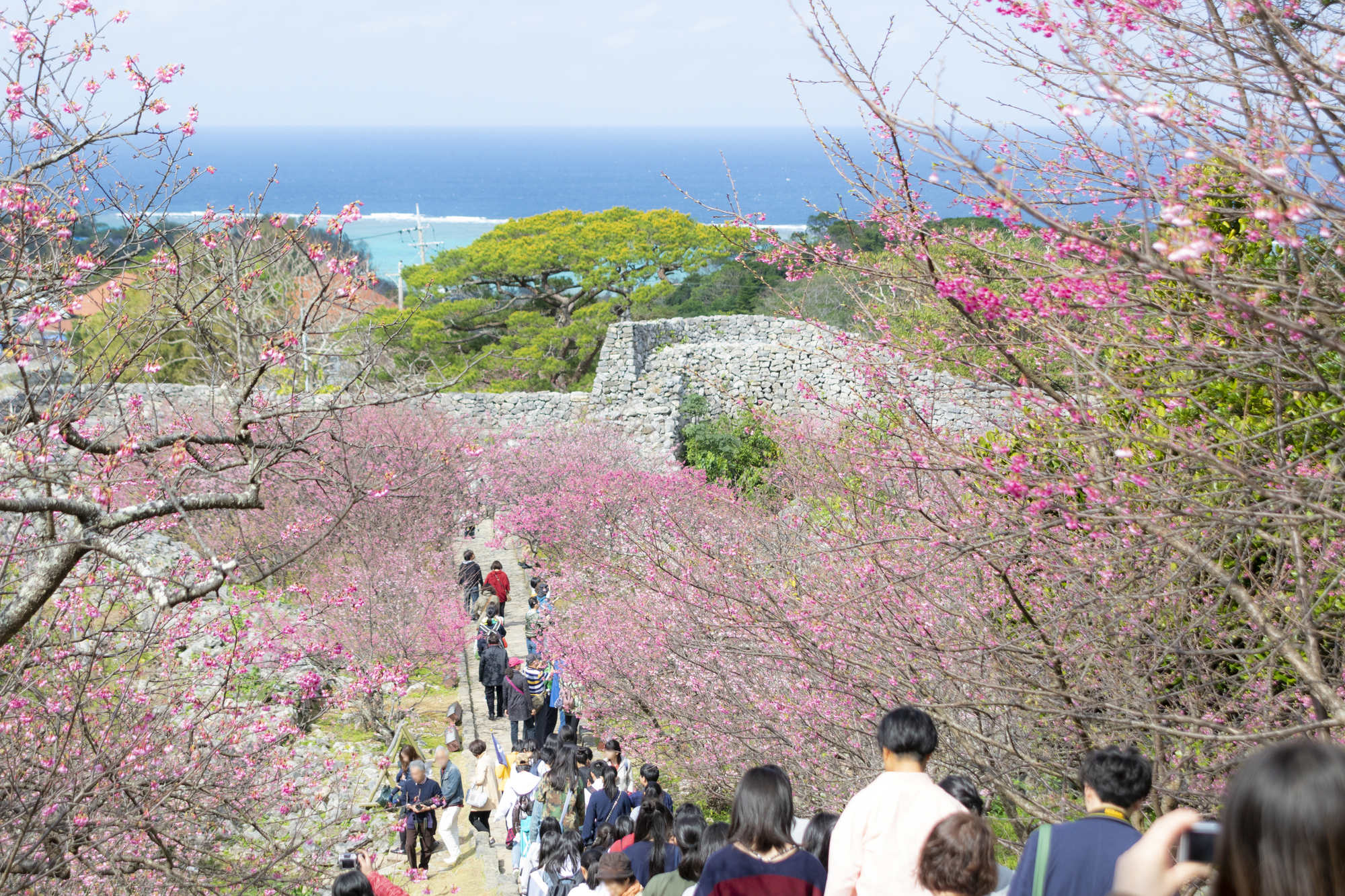 見どころは冬の桜と海景色！沖縄の世界遺産「今帰仁城跡」を観光！