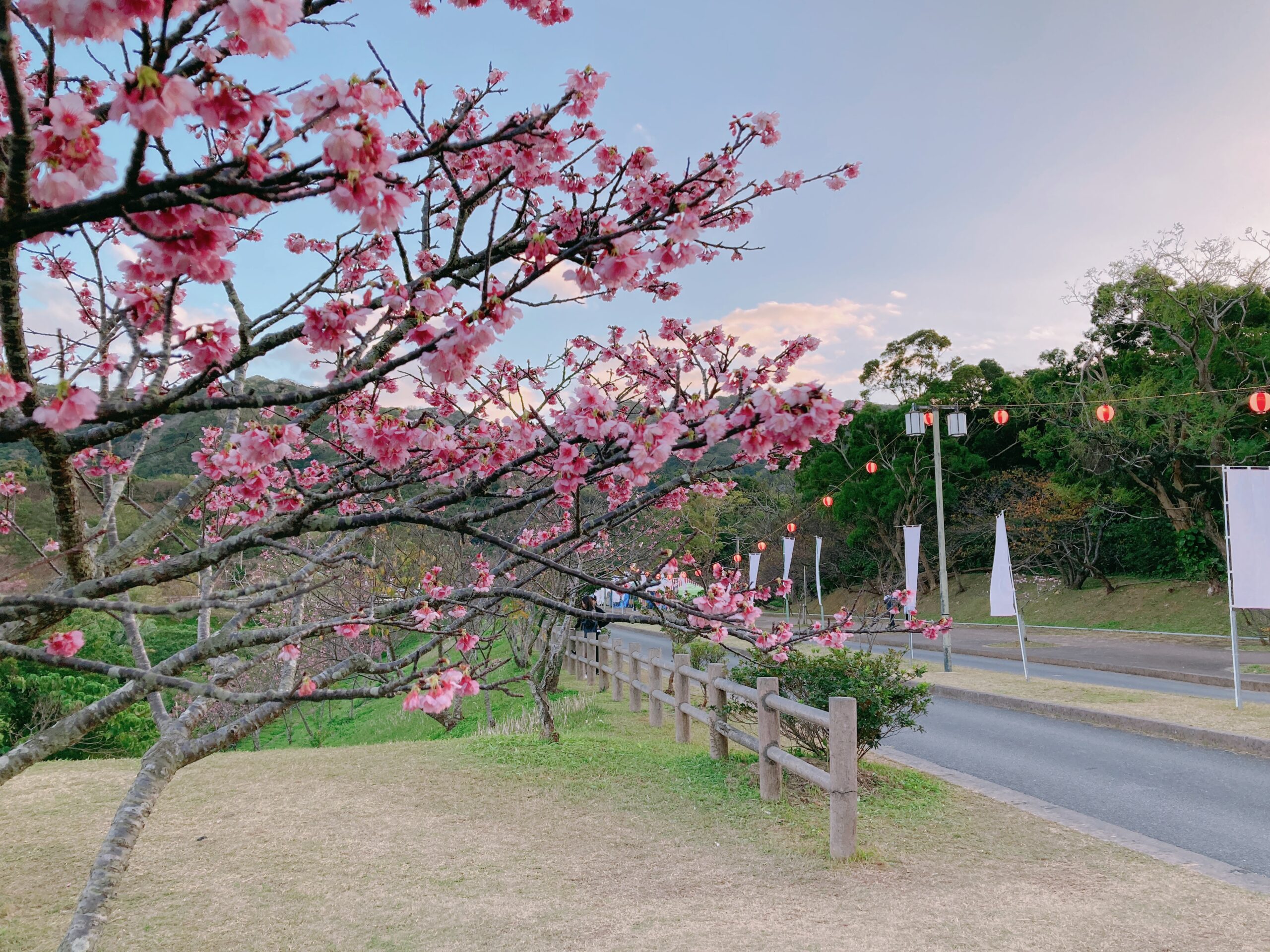 沖縄本部町のサクラの名所「八重岳」で桜まつりとドライブを楽しむ！